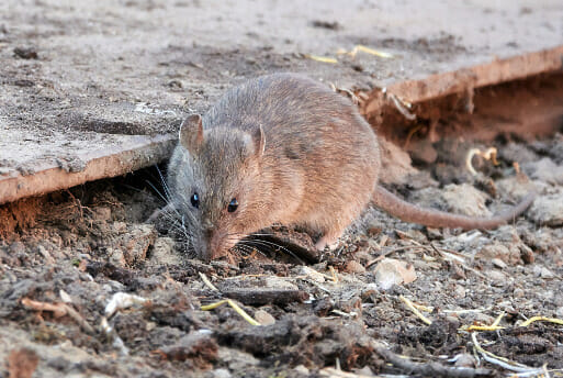 rodent dropping cleanup rodent dropping cleanup